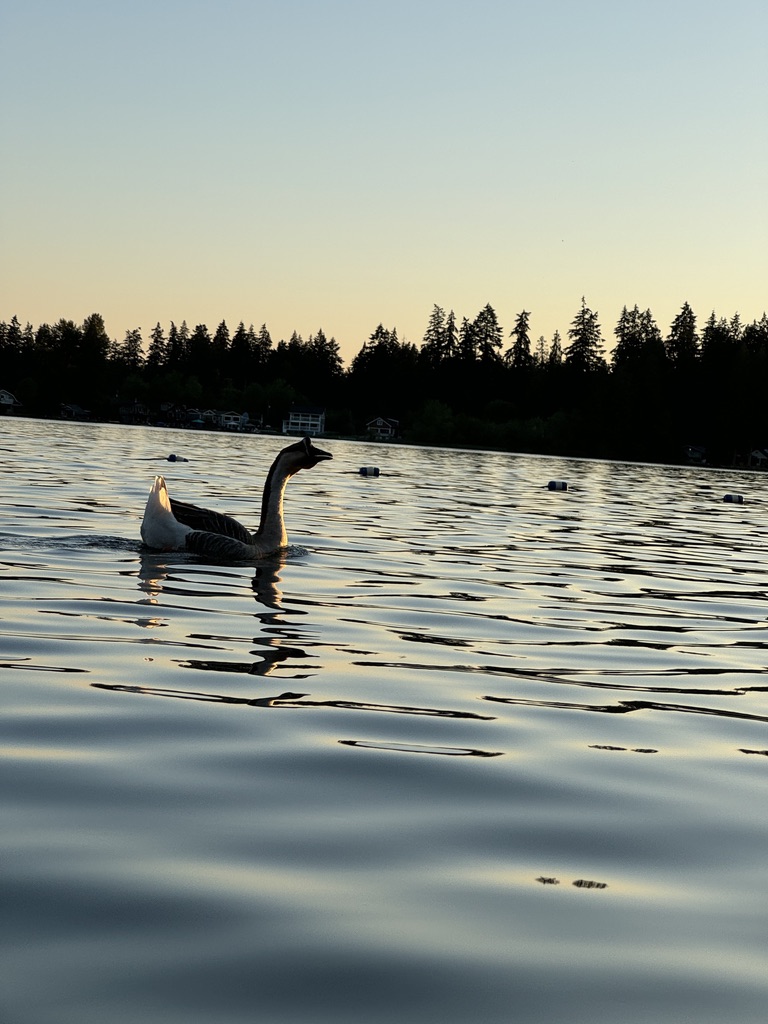 Geese swimming on a calm lake at sunset with treeline silhouette behind them