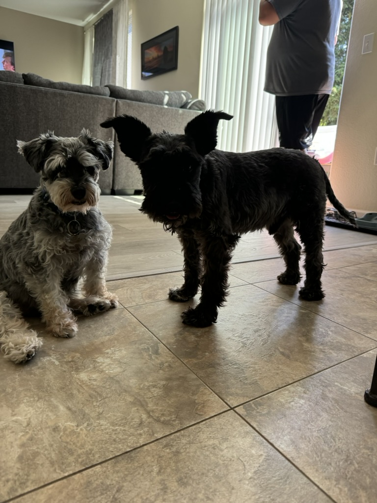 Two schnauzer dogs, one silver and one black, in a living room