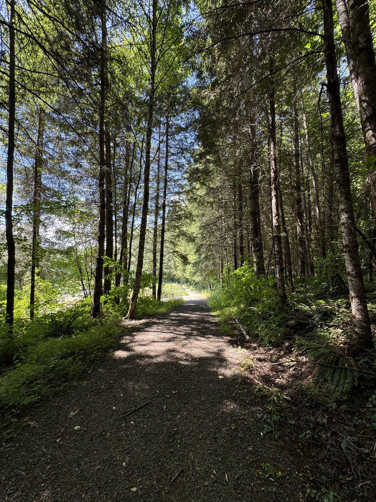 Forest trail near Mt. Rainier with dappled sunlight