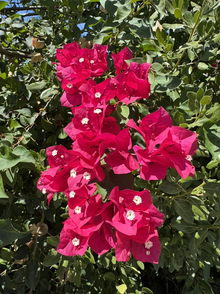 Bougainvillea flowers at a Napa Valley winery