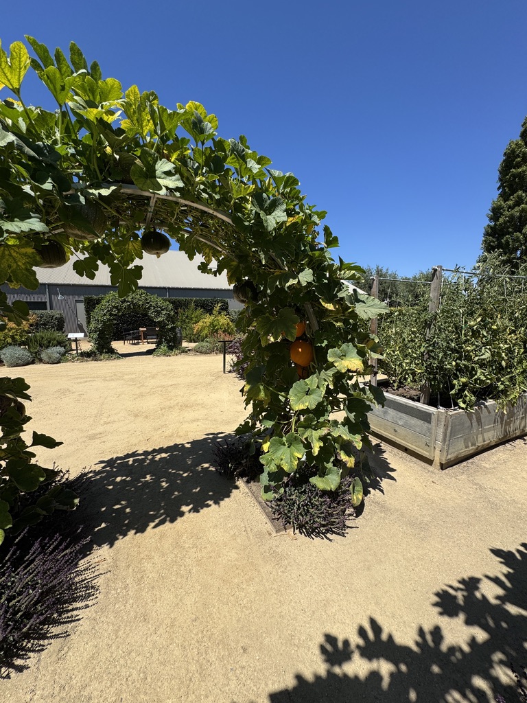 Winery garden with fig tree arch and raised beds in Glen Ellen