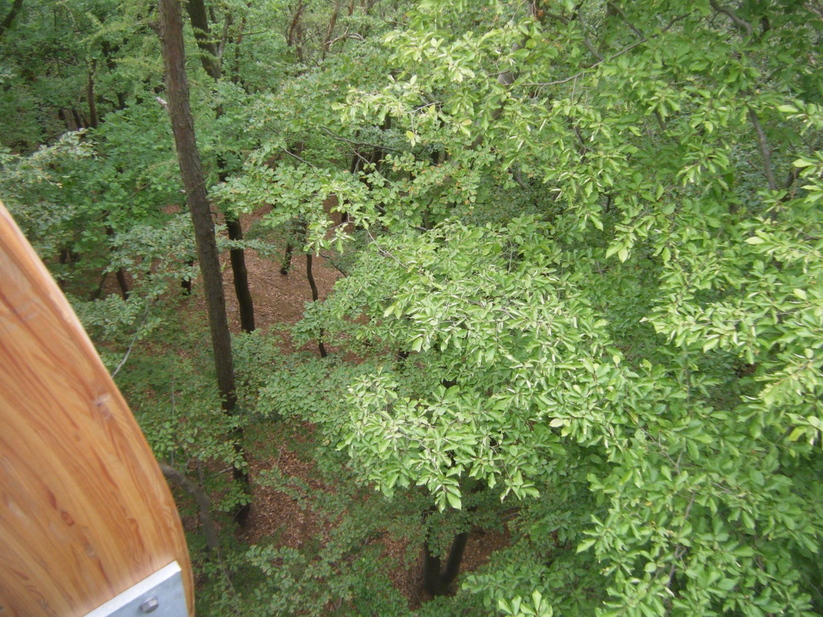 View looking down through green forest canopy from a treetop walk