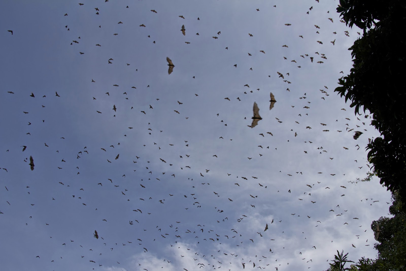 Fruit bats taking flight from the trees on a Lake Kivu island