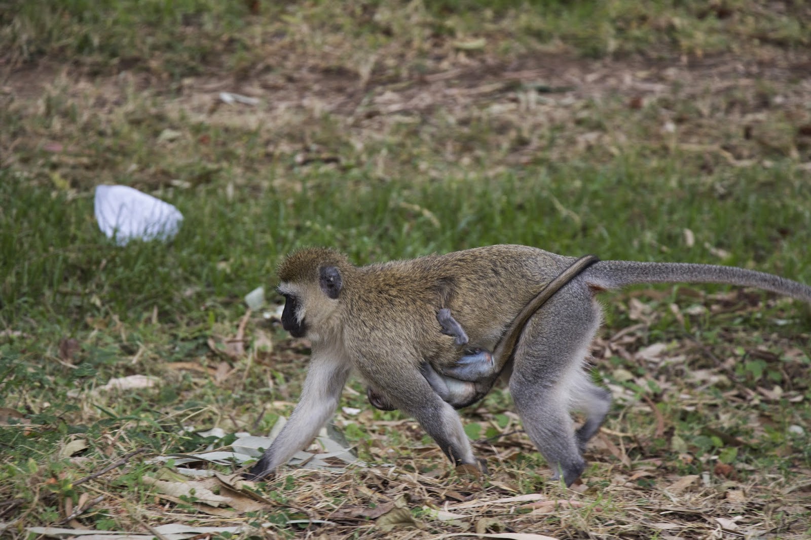 Vervet monkeys at the University of Rwanda campus