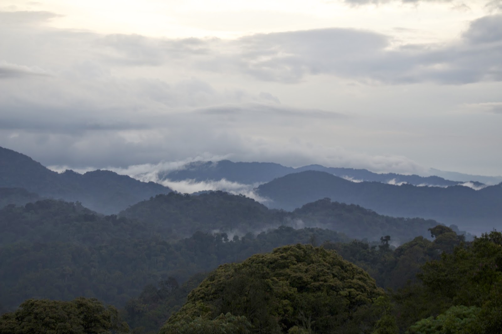 Panoramic view of misty, forested mountains with clouds settling between the ridges