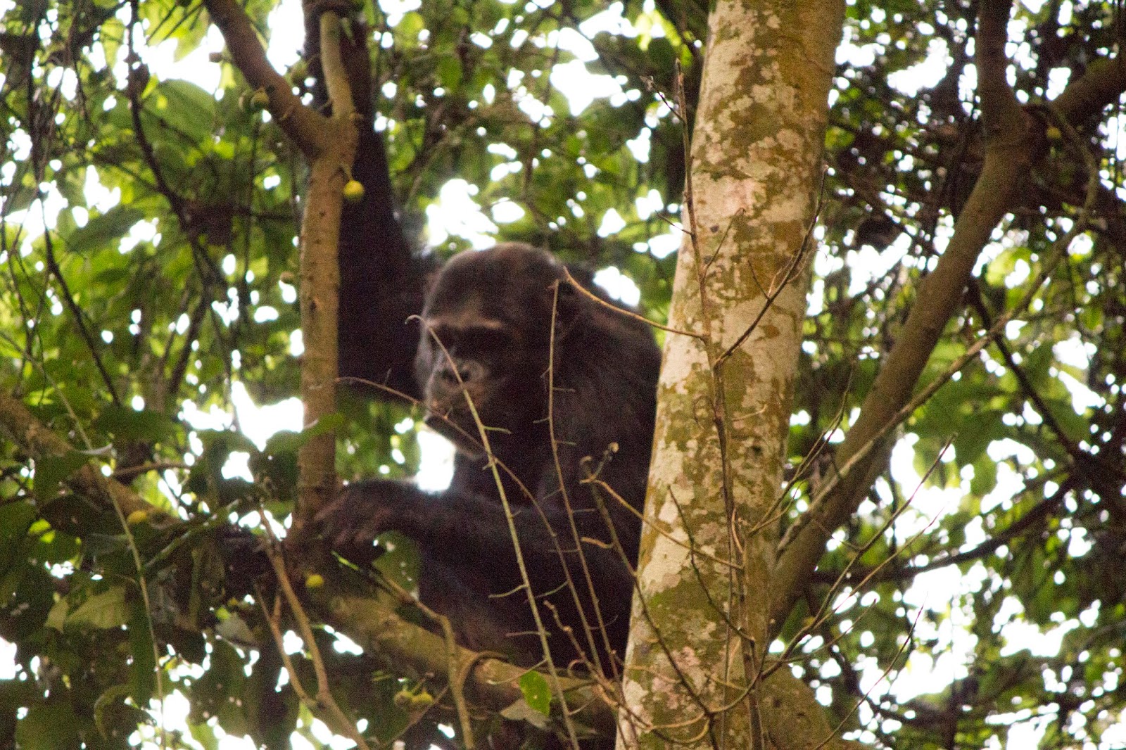 Chimpanzee in Nyungwe Forest