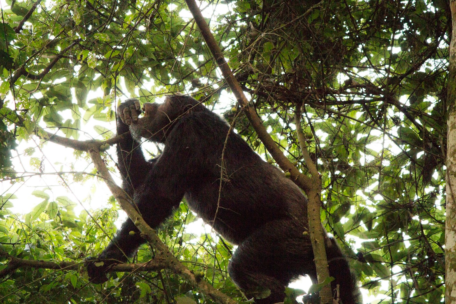 Male chimpanzee in the forest canopy of Nyungwe