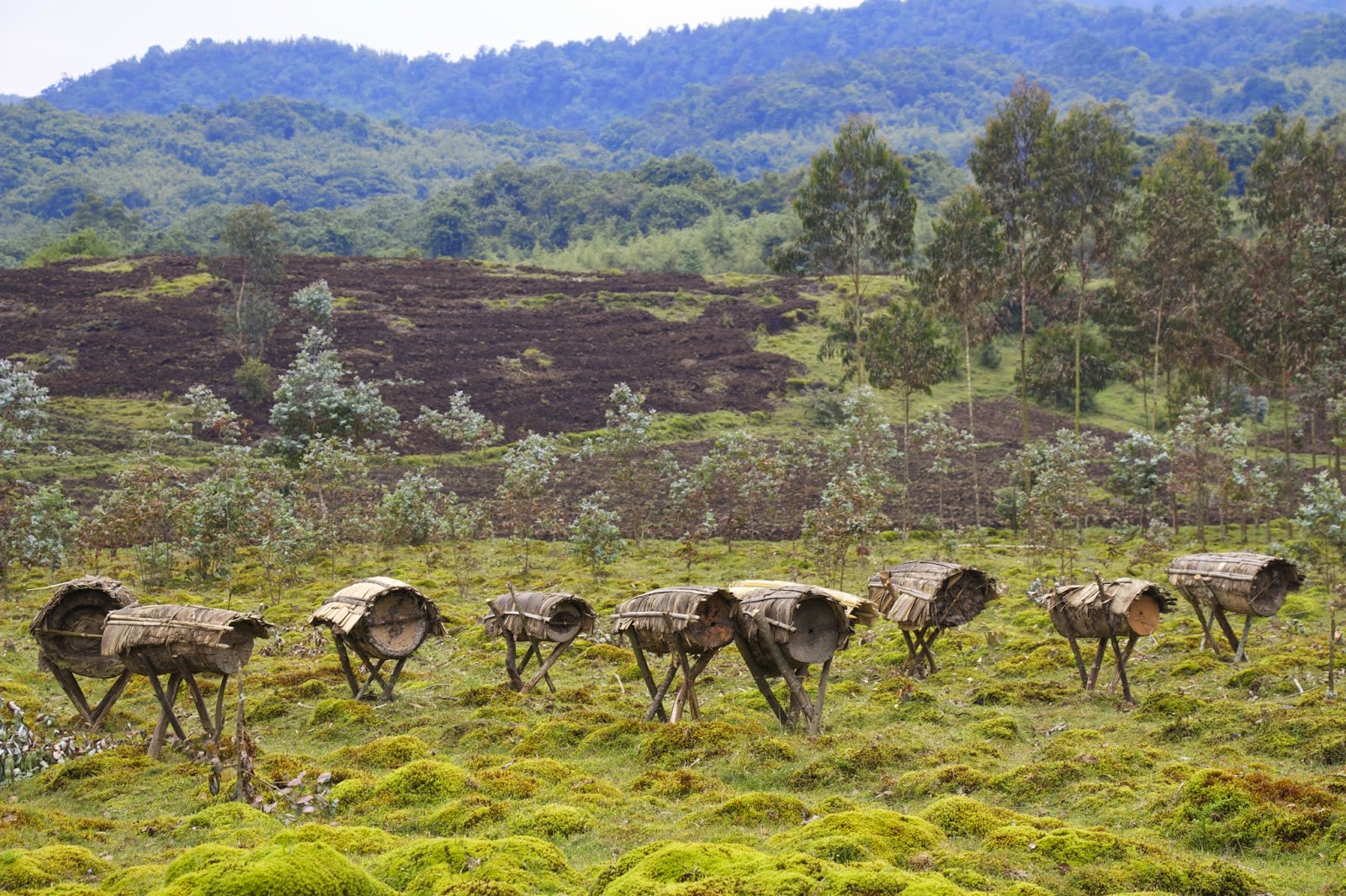 Traditional wooden beehives on stilts in a green field with mountains in the background