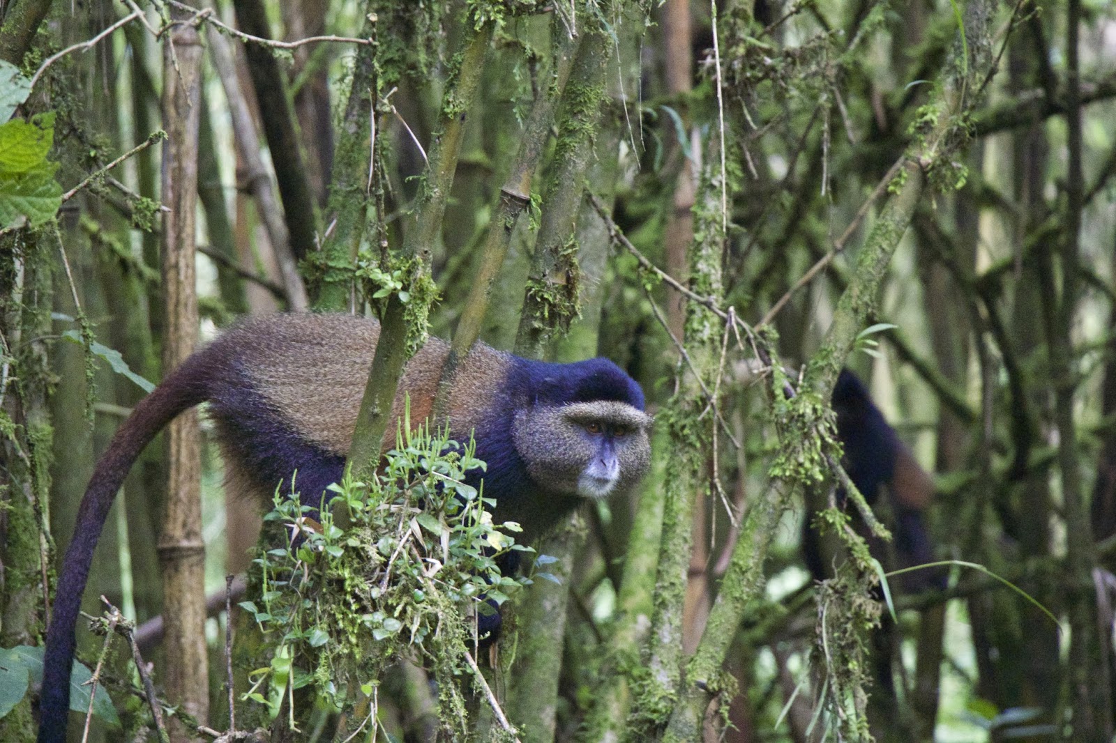 Golden monkey in bamboo at Volcanoes National Park