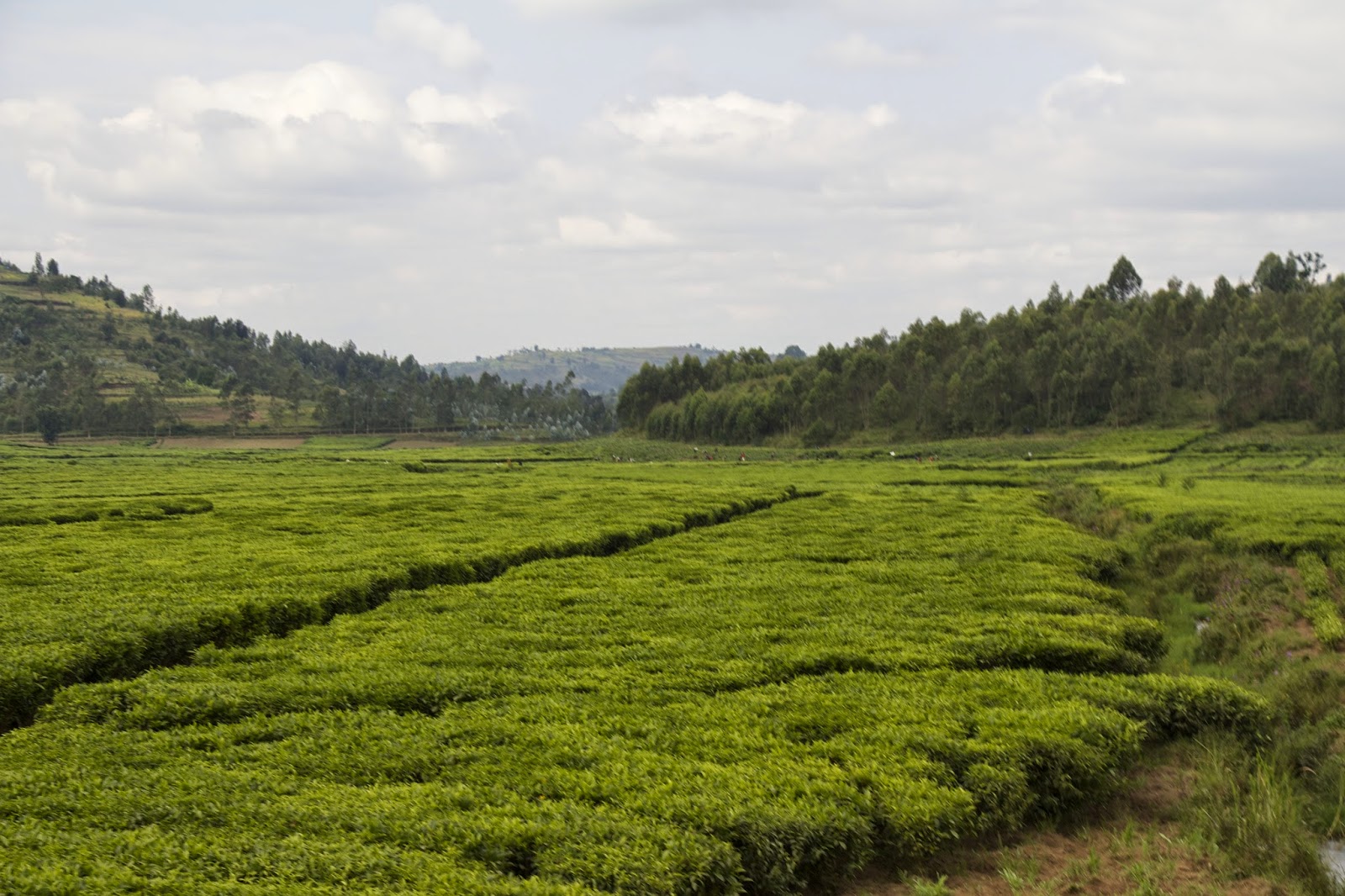 Tea growing in a field along the route to Kibeho