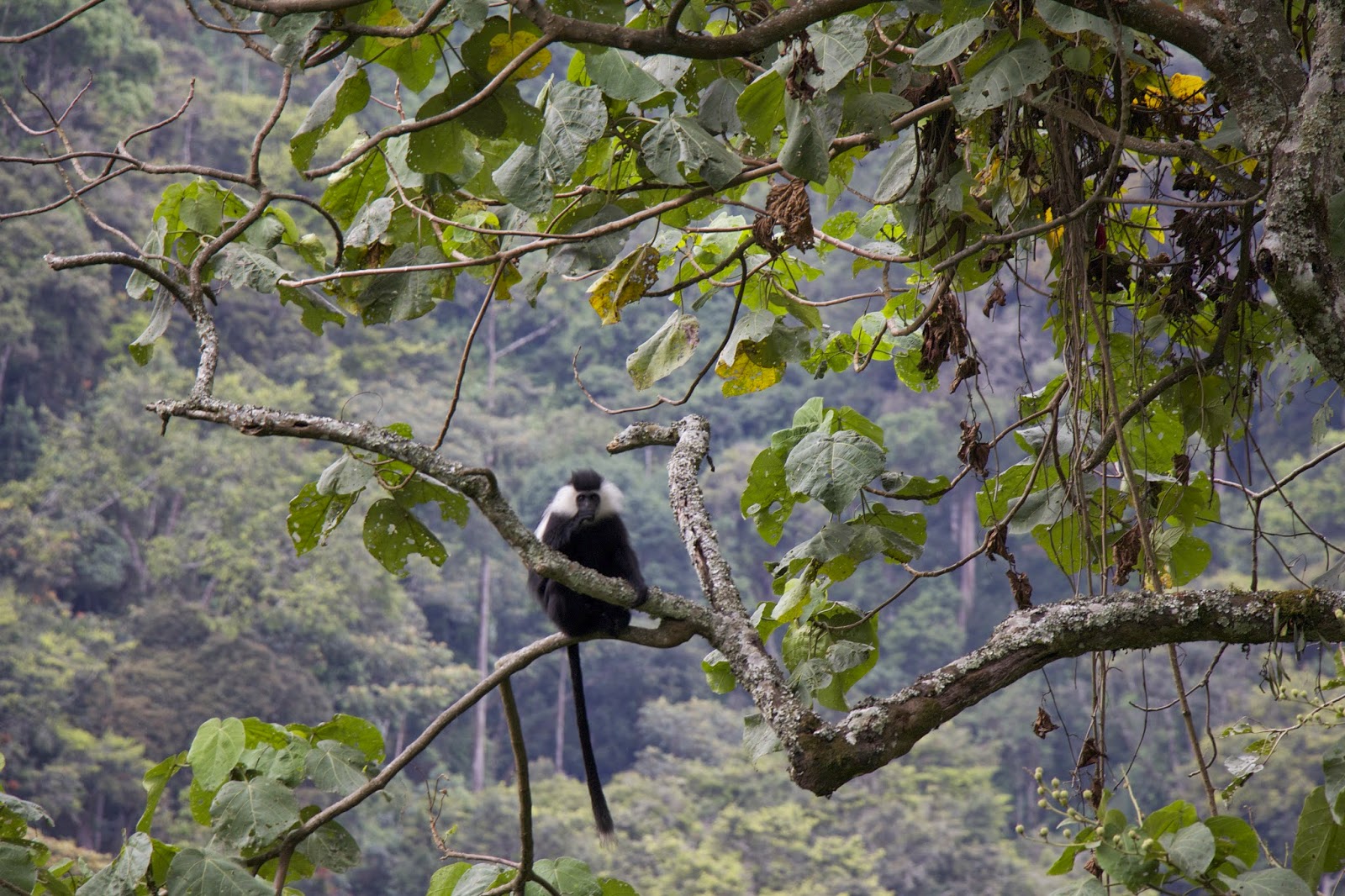 Colobus monkeys in Nyungwe Forest
