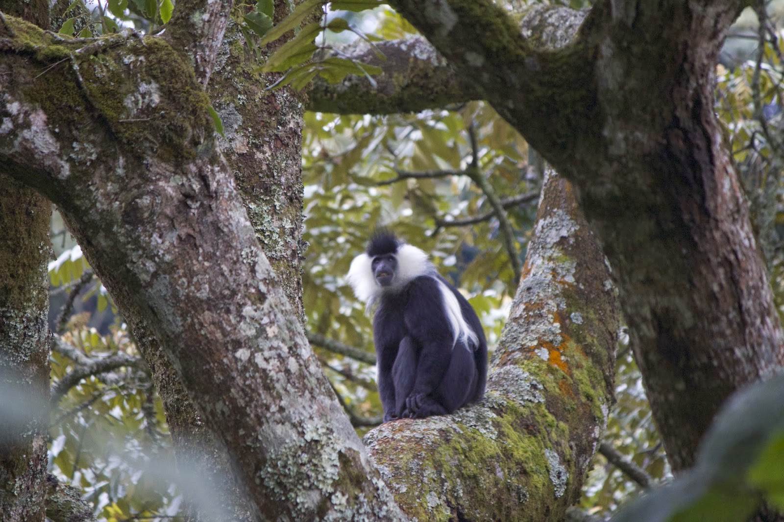 Colobus monkey sitting on a moss-covered branch in Nyungwe Forest