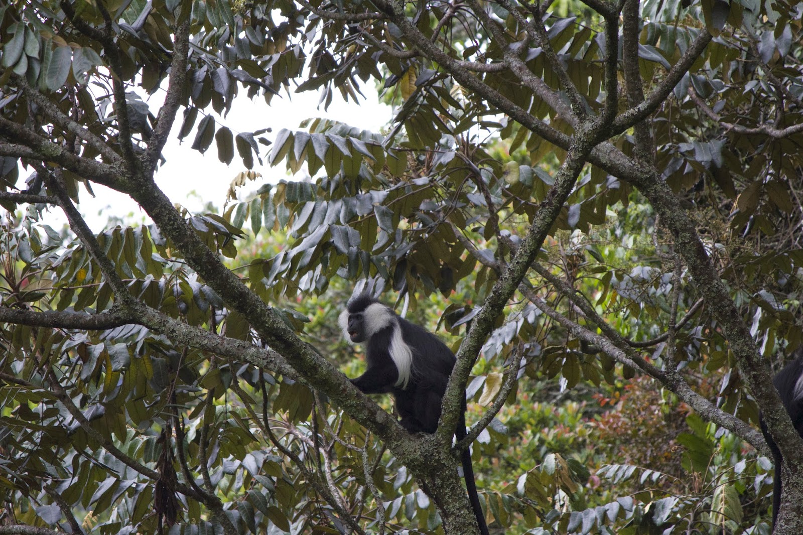Colobus monkey sitting in a tree surrounded by dense foliage in Nyungwe Forest