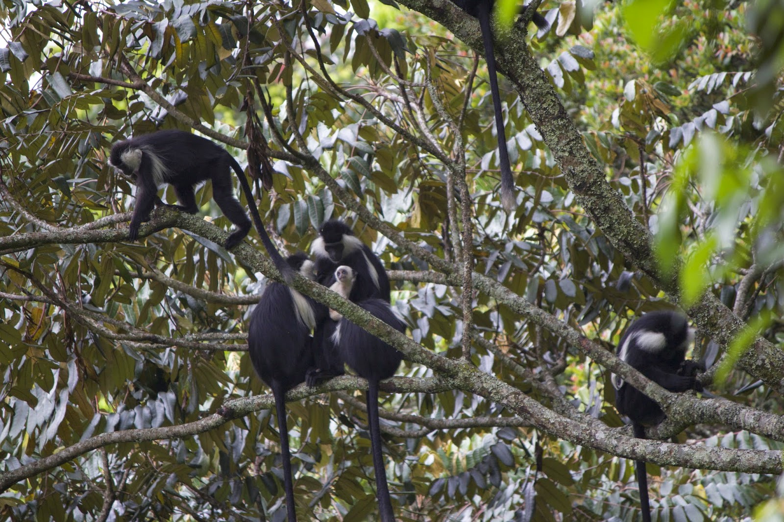 Group of Colobus monkeys sitting together on branches in Nyungwe Forest