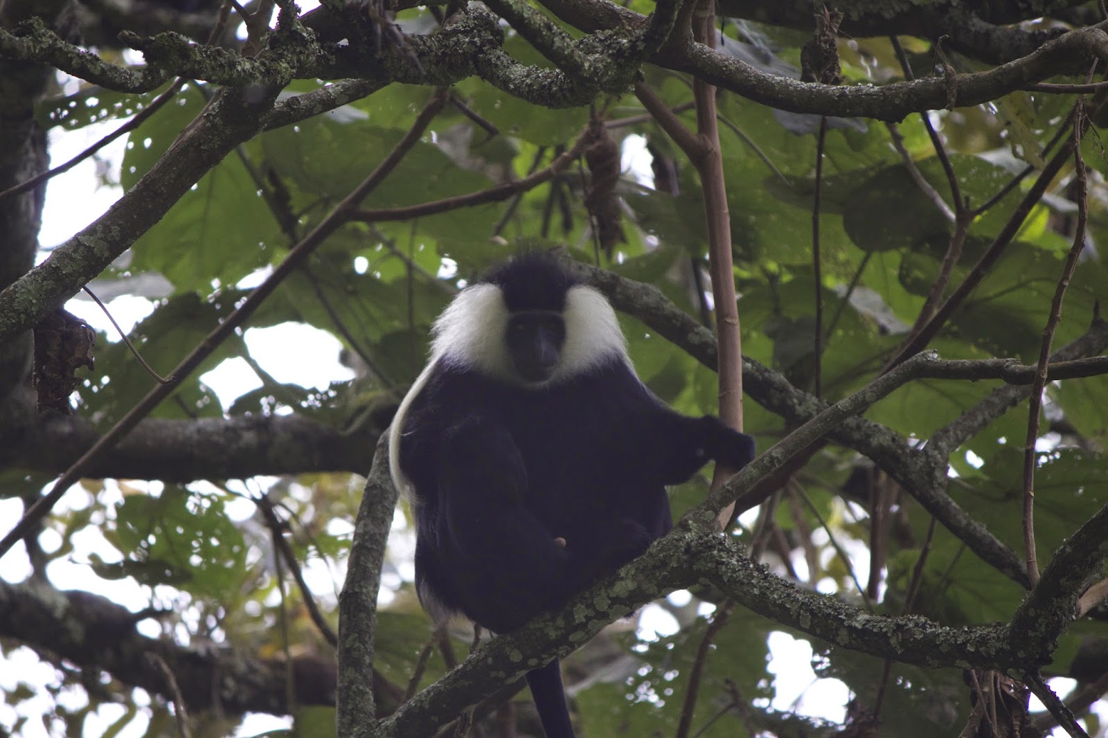 Colobus monkey sitting on a branch looking directly at the camera