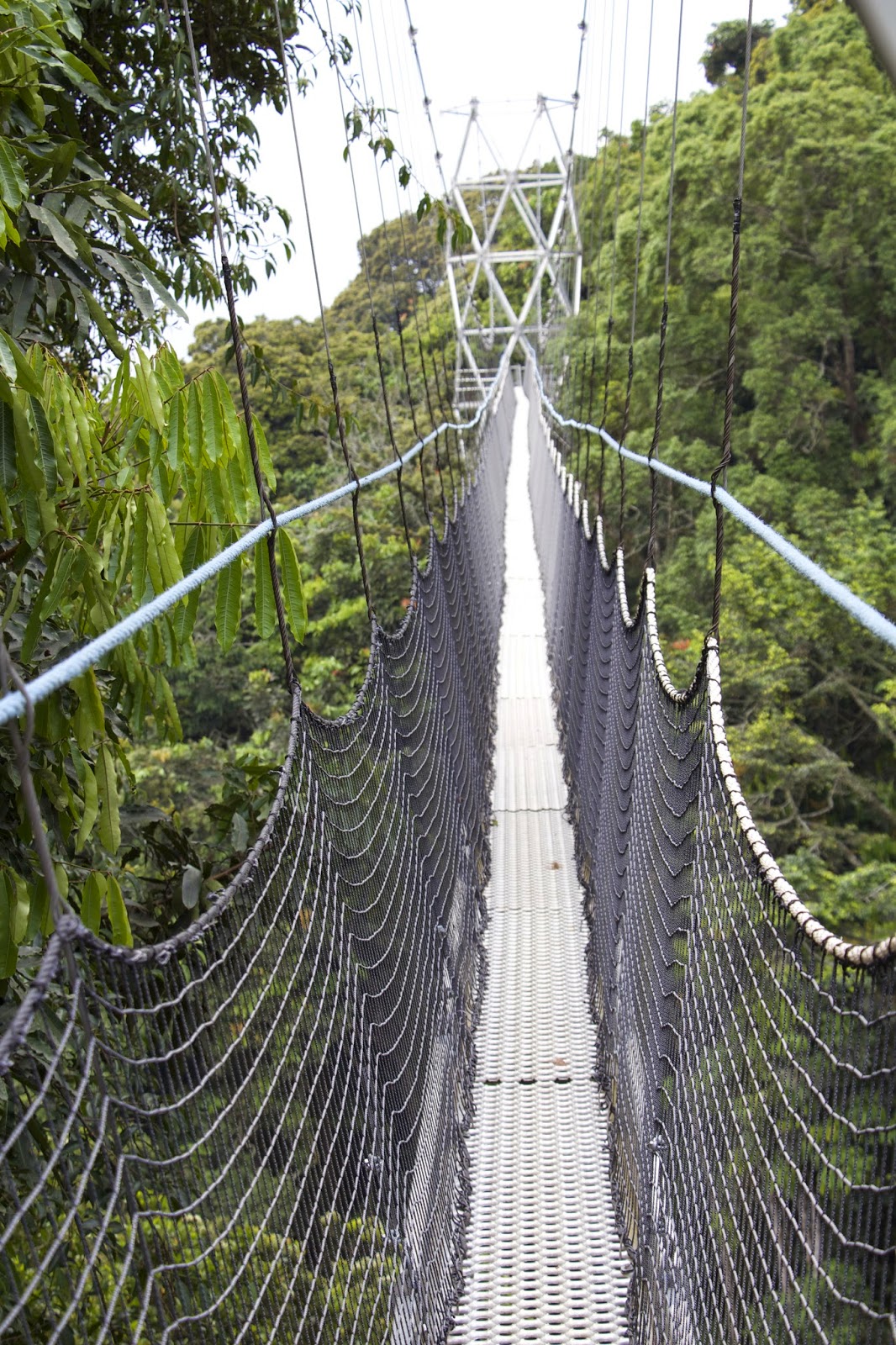 Canopy walk suspension bridge in Nyungwe Forest