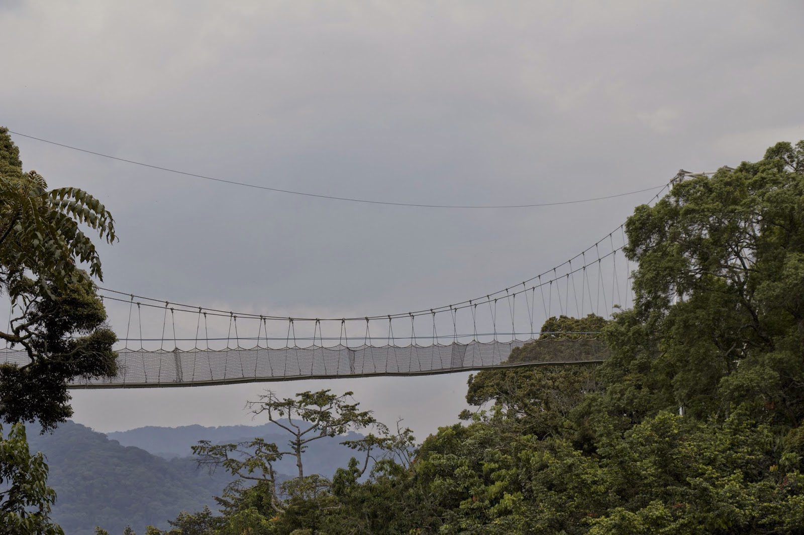 The Nyungwe Forest canopy walk suspension bridge seen from a distance, spanning across the valley above the treetops