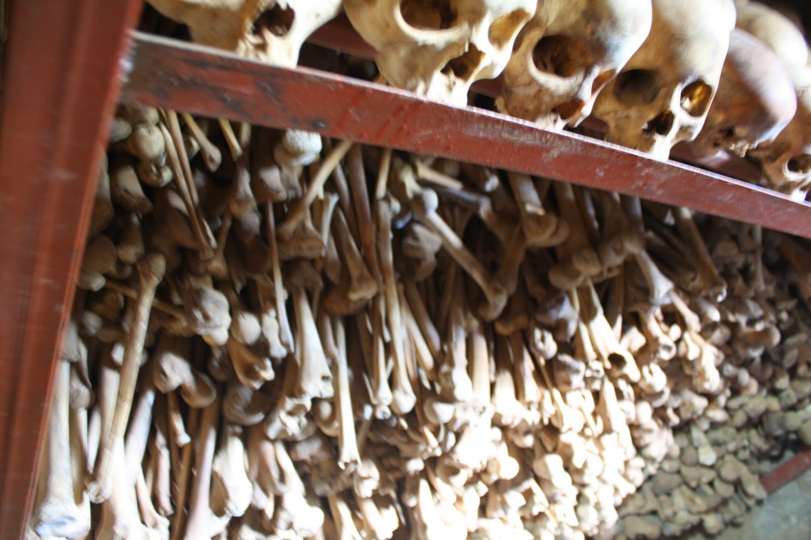 Skulls on an upper shelf with hundreds of long bones densely packed on shelves below in the Nyamata mass grave