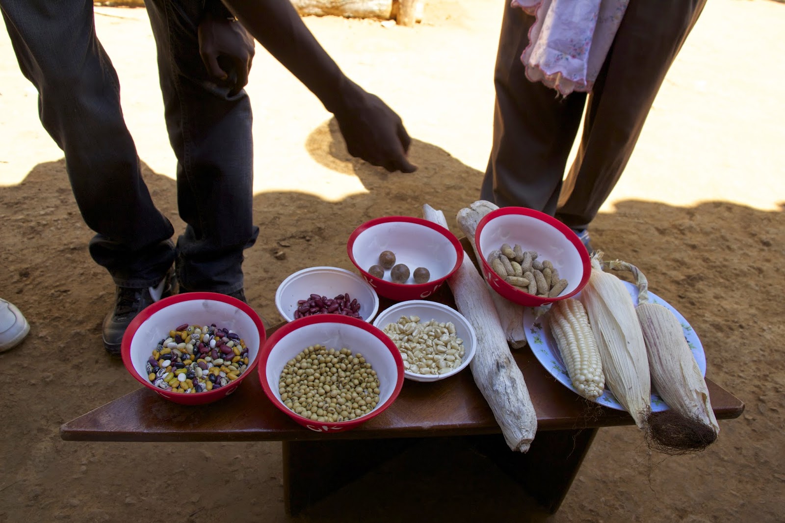 Harvested crops displayed in bowls on a table -- corn, beans, peanuts, and grains from the farm