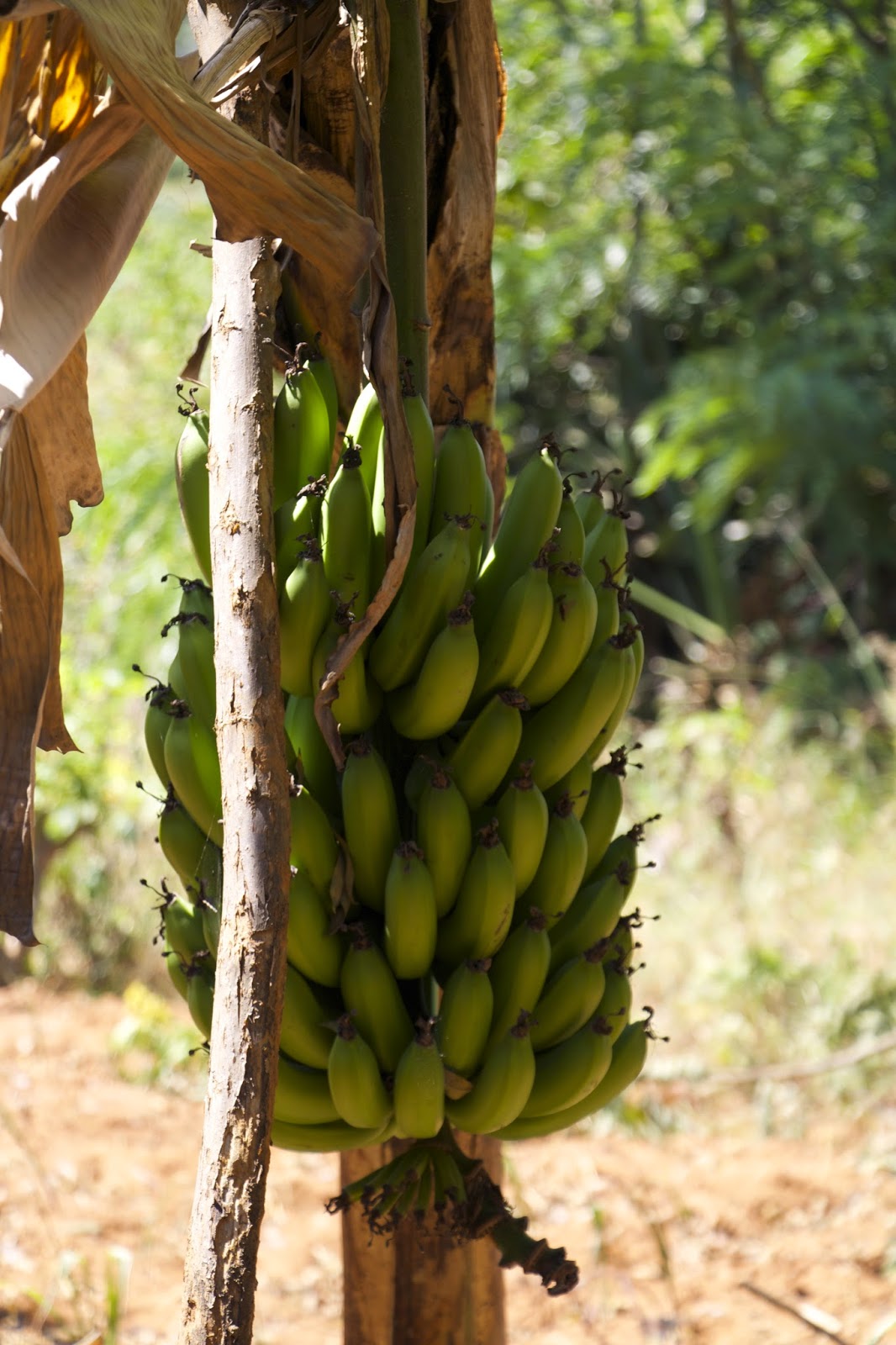 Large bunch of green bananas growing on a banana plant on the farm