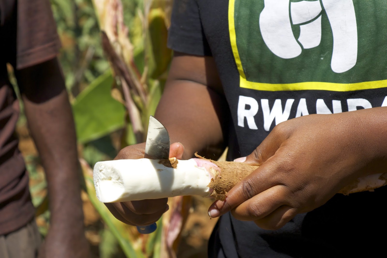 Close-up of hands peeling a cassava root with a knife on the farm