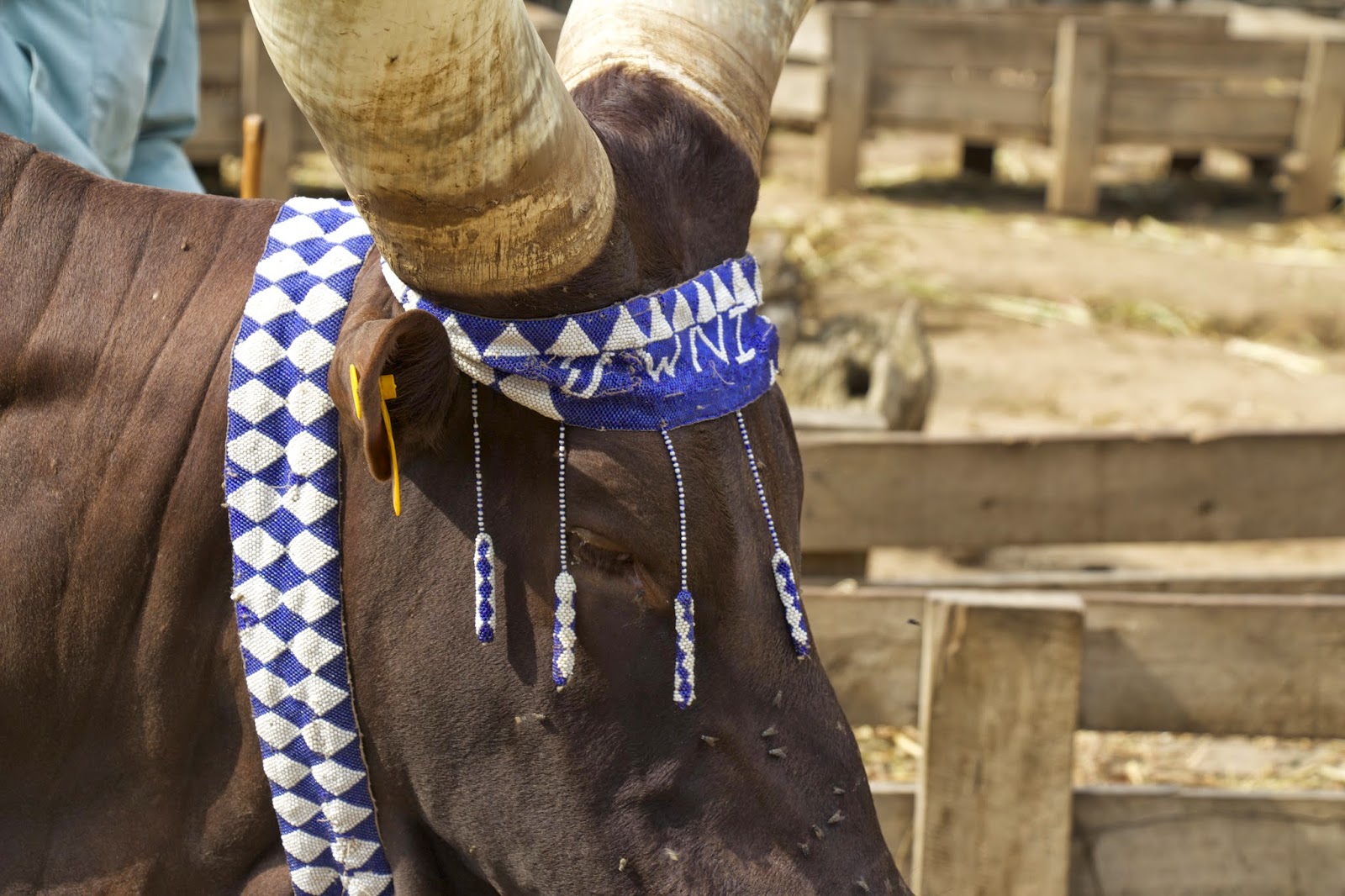 Ceremonial long-horned cow