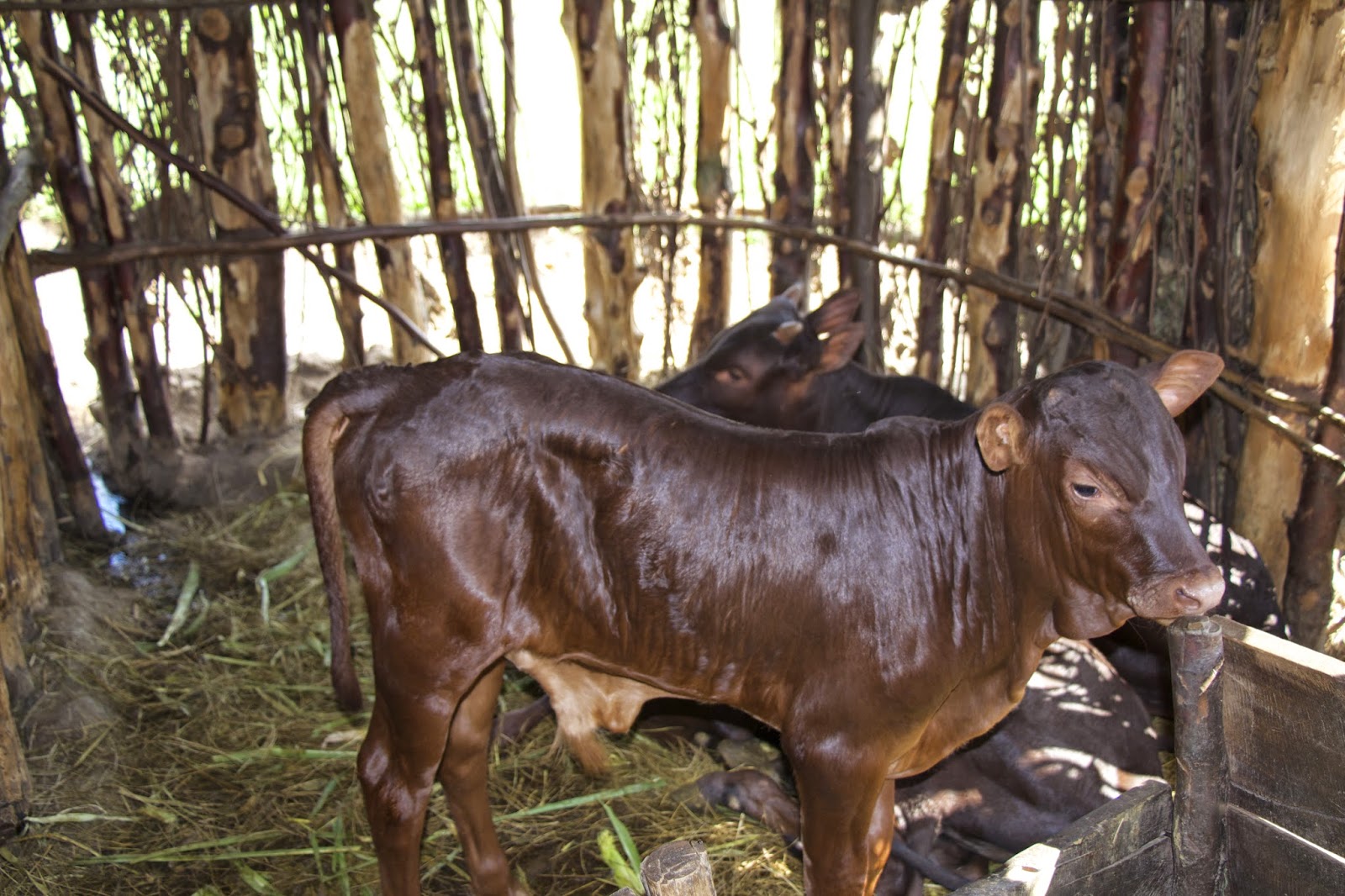 A 3-week-old baby cow