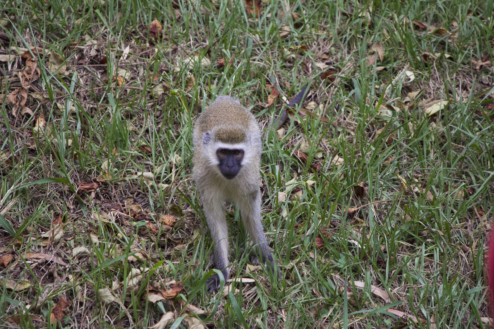 Vervet monkey walking on the grass on the University of Rwanda campus, looking directly at the camera