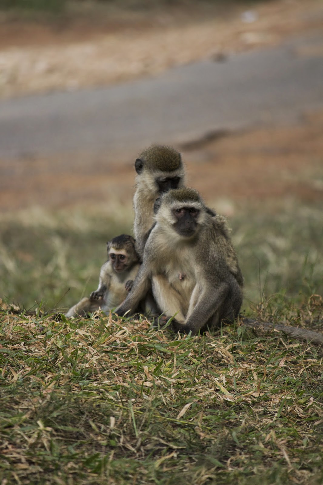 Vervet monkey mother with baby and grooming female in the university arboretum