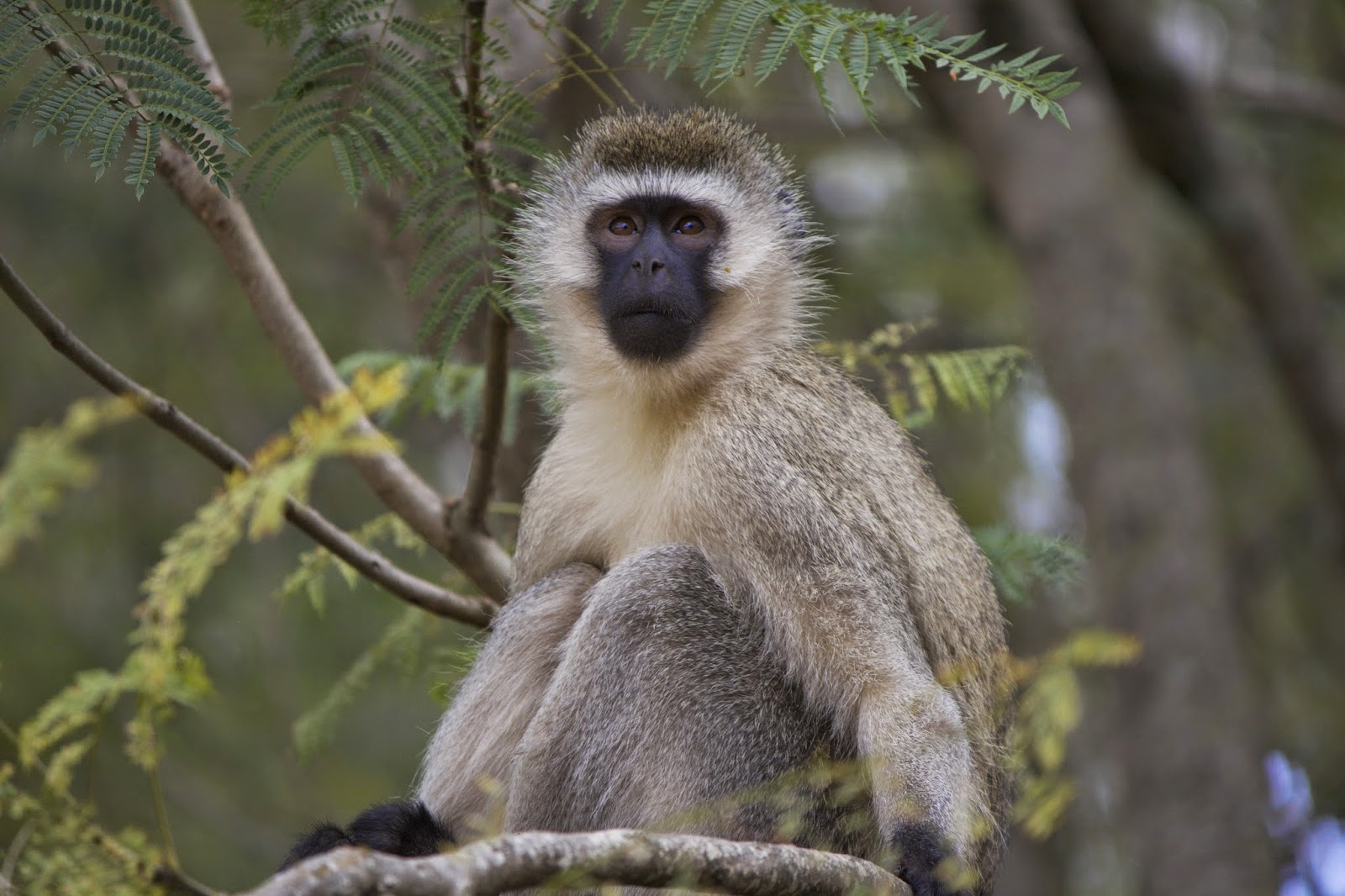 Vervet monkey posing in the 400-species arboretum at the University of Rwanda