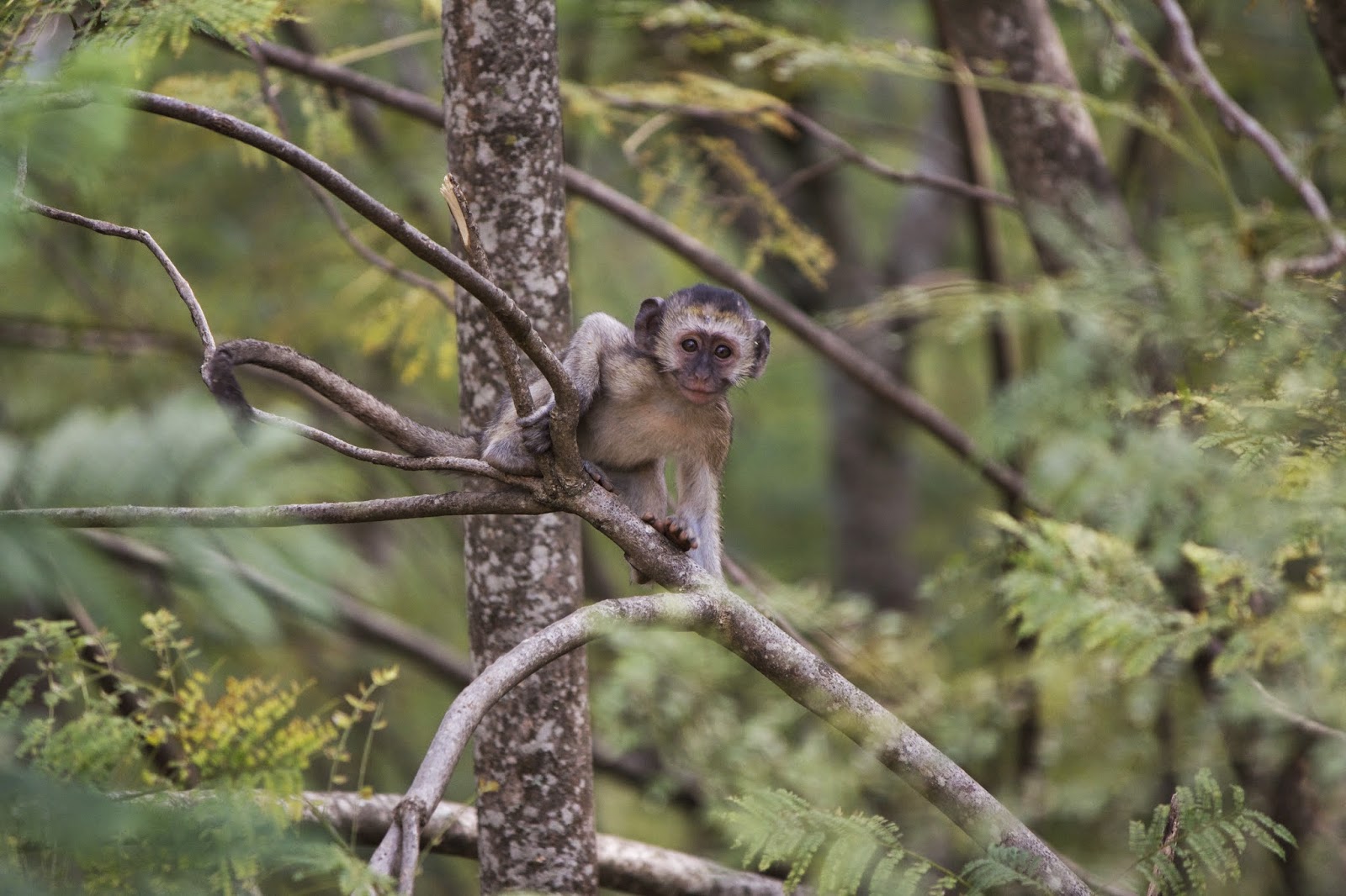 Baby vervet monkey attempting an intimidation display