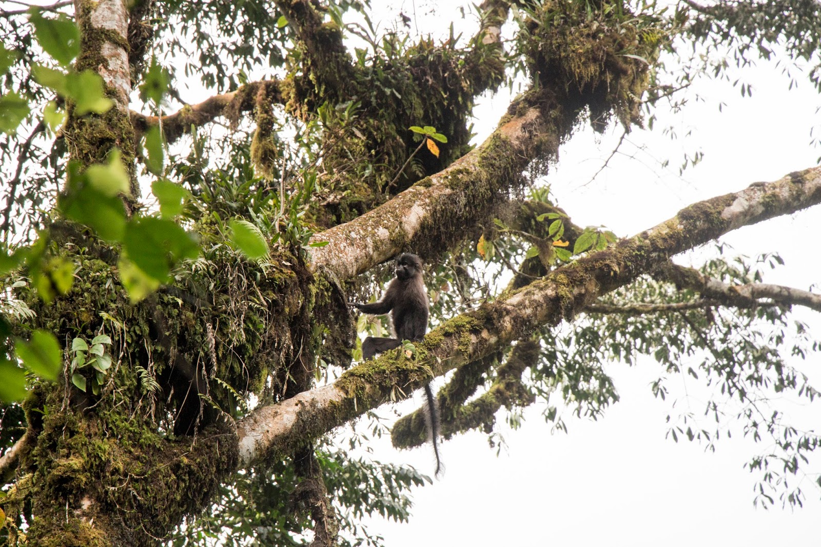 Waterfall in Nyungwe Forest
