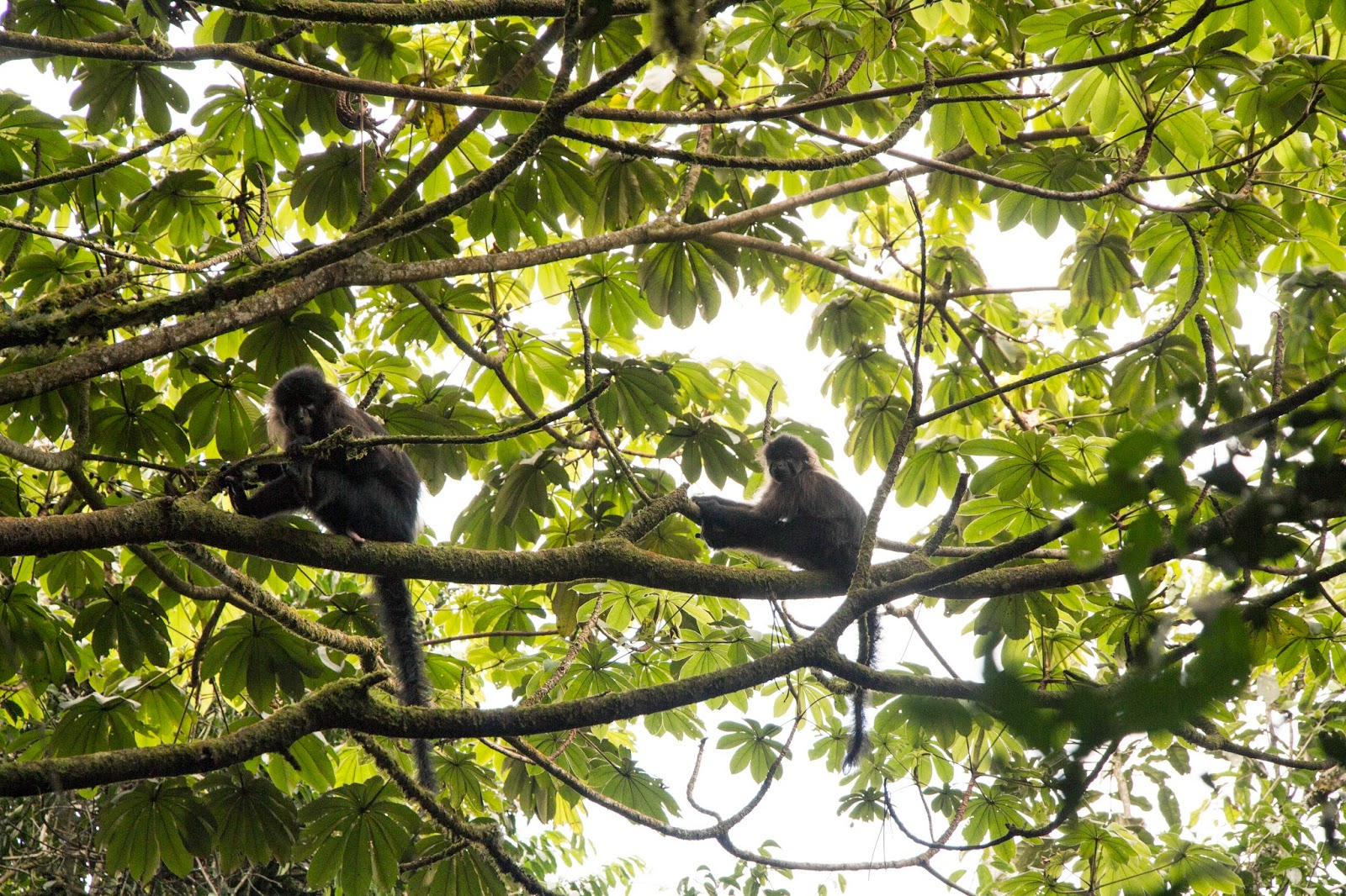 Two mangabey monkeys sitting on branches in the forest canopy