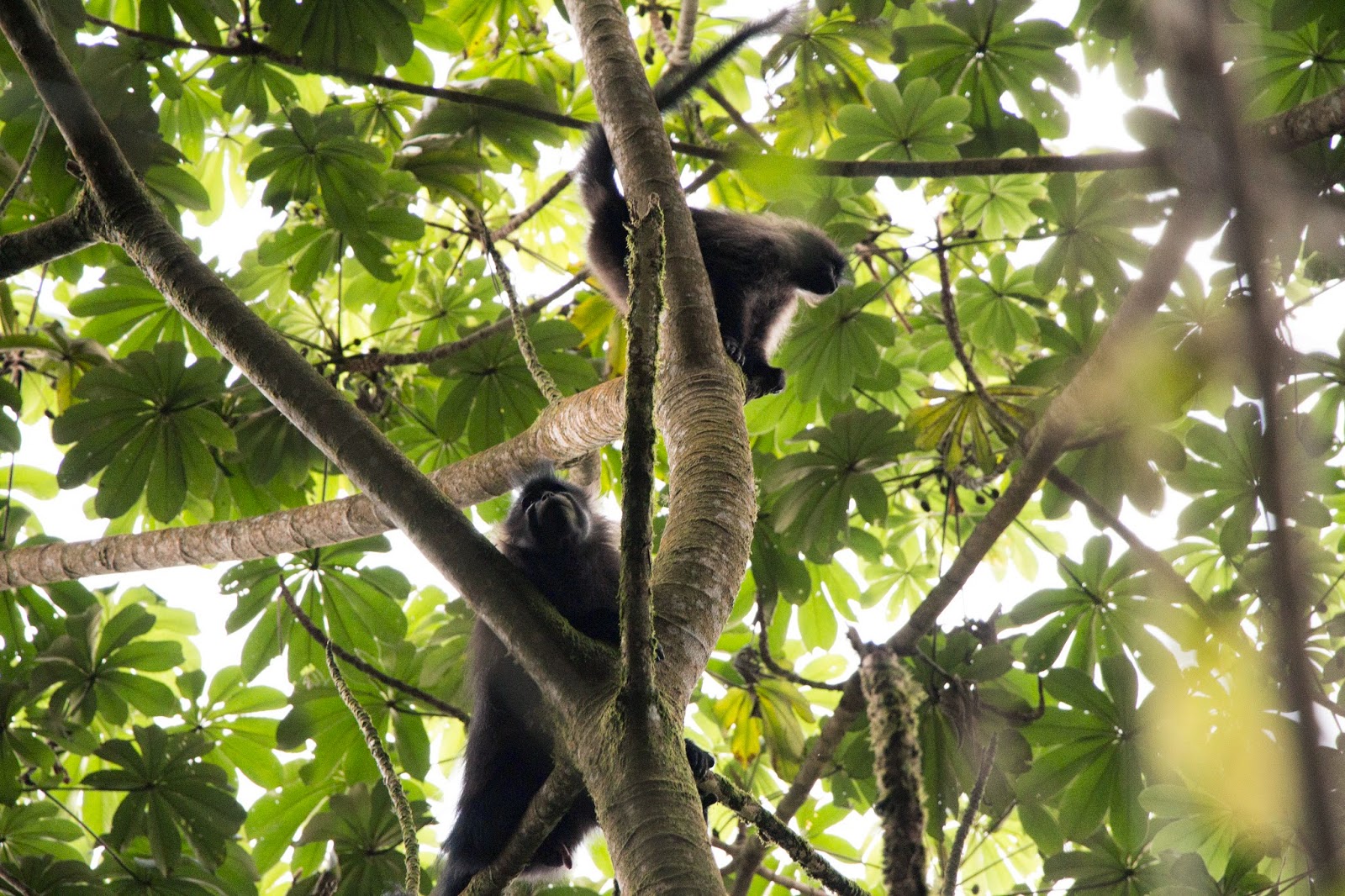 Two mangabey monkeys clinging to tree branches, one looking down toward the camera