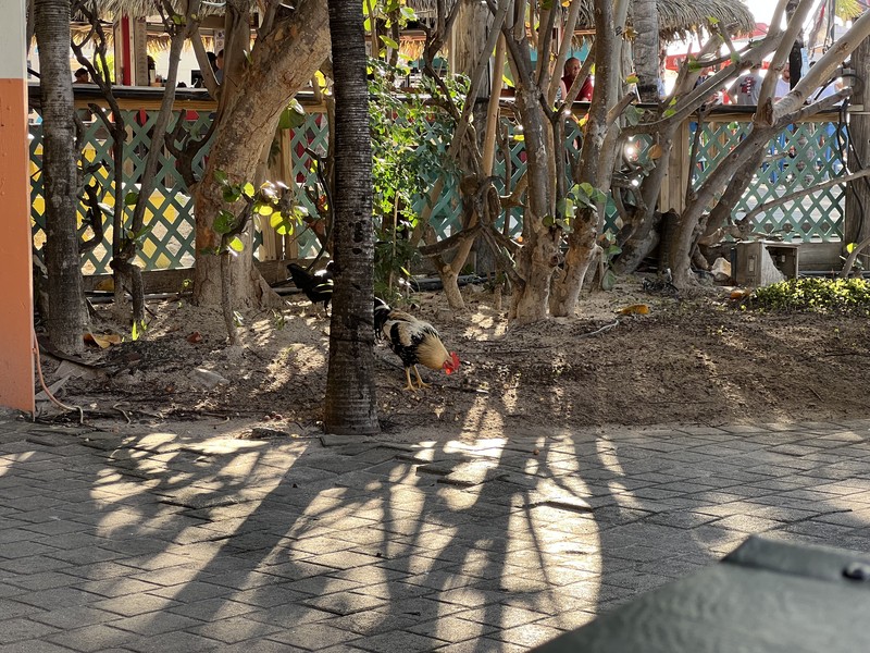 A rooster walking across pavers near tropical plants
