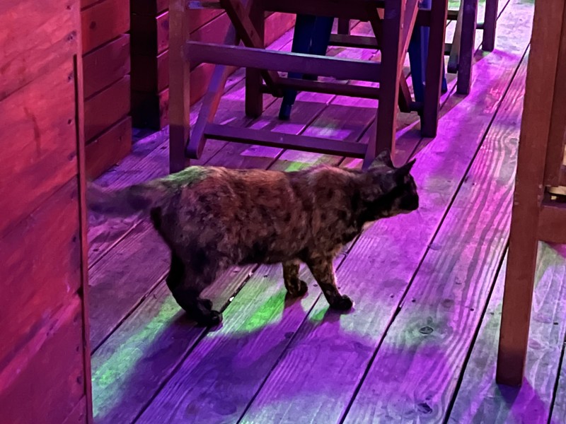 Tortoiseshell cat walking through a bar with purple and green neon lighting on a wooden deck