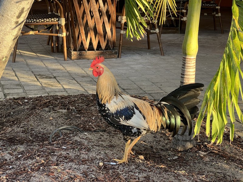 Rooster strutting by a palm tree on sandy ground