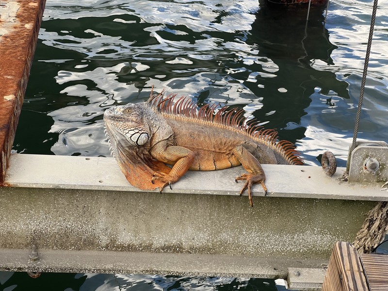 Orange iguana sunning on a marina dock