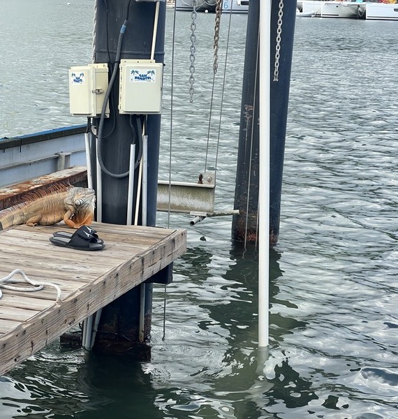 Large orange iguana resting on a marina dock with a sandal beside it for scale