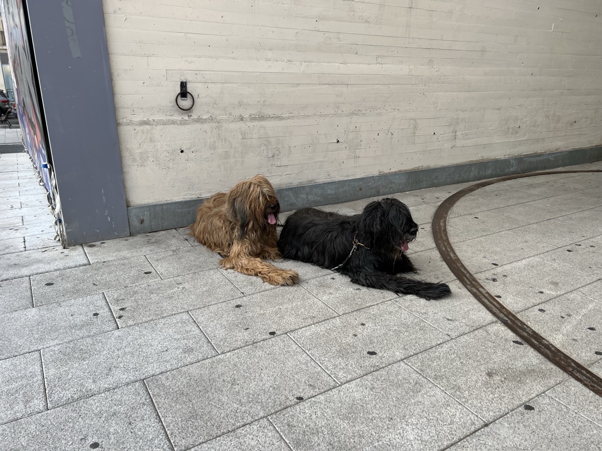 Two dogs lying together on a Madrid sidewalk